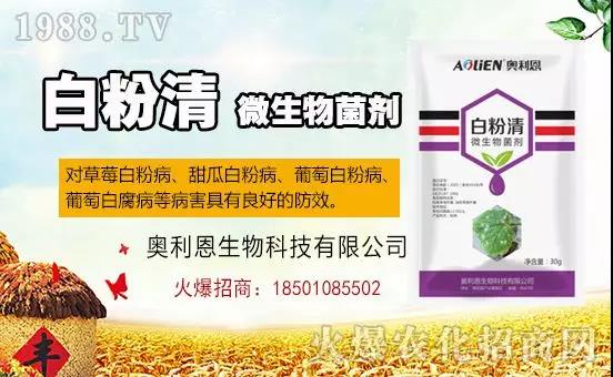 �׷۲�������(f��)�y�p���� ӛס�@��(g��)ˎ����Ч���ΰ׷۲����P����