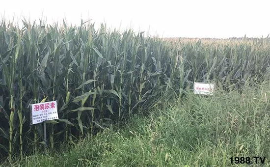 �ٿ���С�����a(ch��n)1471�����pø����ȫ������(j��)�����߮a(ch��n)������(d��ng)֮�o(w��)����