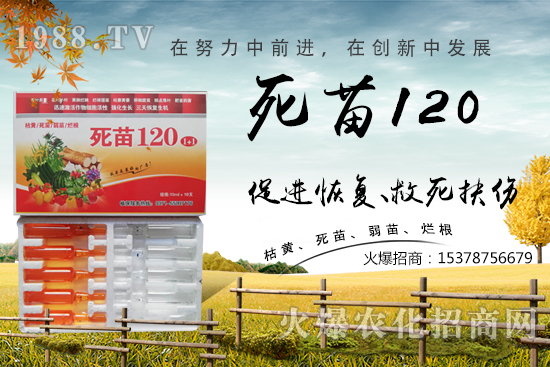  �߲˷Nֲ���L���������������砀�����W���@Щ�������߲����砀����������