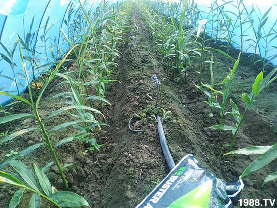     ���׌�Nֲ׃�ø��p����һ��(g��)�ײ���ȫ���䷽����˹�ش󽪠I(y��ng)�B(y��ng)�ײͷ�����