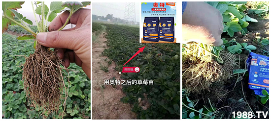     ���׌�Nֲ׃�ø��p����һ��(g��)�ײ���ȫ���䷽����˹�ش󽪠I(y��ng)�B(y��ng)�ײͷ�����