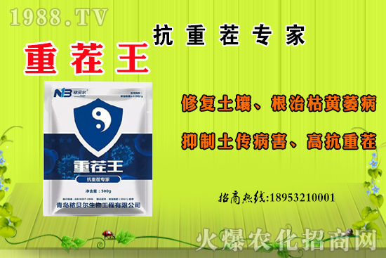 ɽ��ʲô����(ji��)������ɽ�����Ҫ�a(ch��n)������������ôʳ�ã�