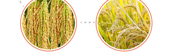 �w������-��ϲ-Ӣ����_06