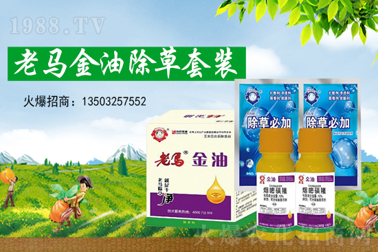 ���׿���