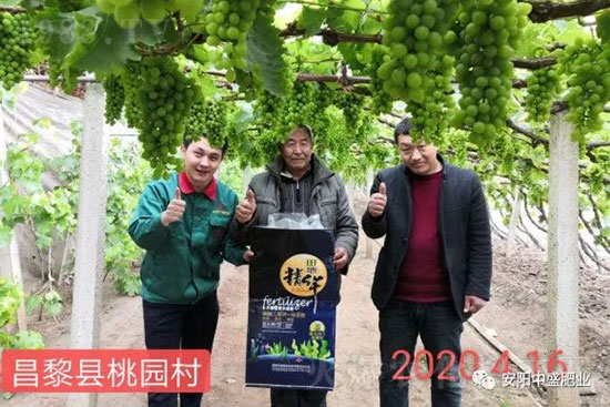 葡萄軟果是什么原因？如何防治？