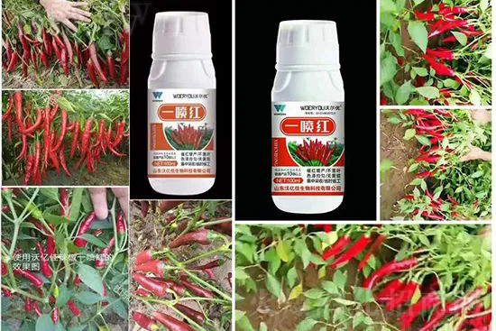 ���t�����95%���߼t�����~�����뷭�׷�����������һ���t��