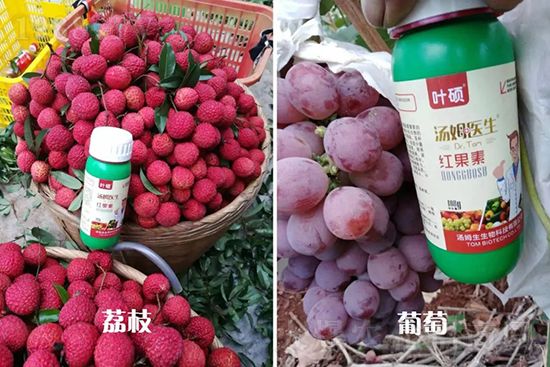 �t���ء�ֻ���D(zhu��n)ɫ�������D(zhu��n)ɫ�����ߣ��߼t���ó���