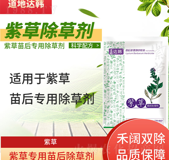 �ϲݳ��݄�-�ϲ����-�ϲ݌���-���n