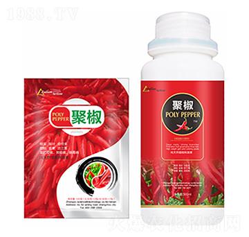 �۽�-�����Ƽ�