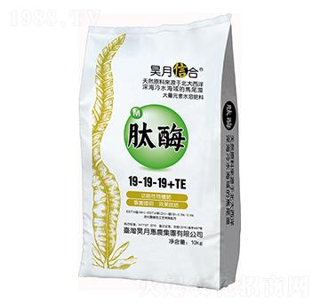 ��ø19-19-19+TE-��»��r