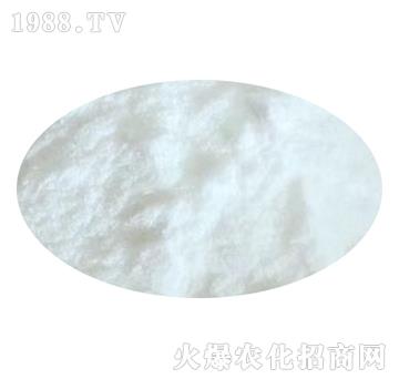 �۠���������-���p�Ƽ�