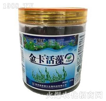 �𿨻���-� �����